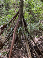 Socratea exorrhiza