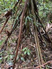 Socratea exorrhiza