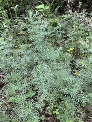 Artemisia austriaca