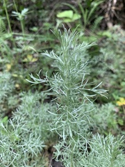 Artemisia austriaca