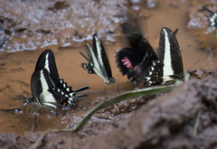 Heraclides hectorides