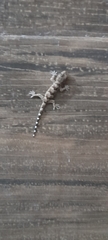 Hemidactylus leschenaultii