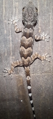 Hemidactylus leschenaultii