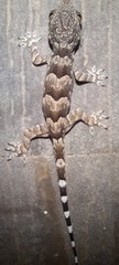Hemidactylus leschenaultii
