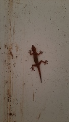 Ptyodactylus hasselquistii