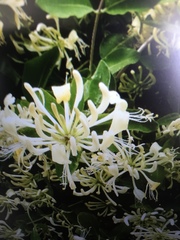 Lonicera caprifolium