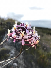 Epidendrum