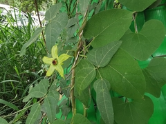 Gonolobus erianthus