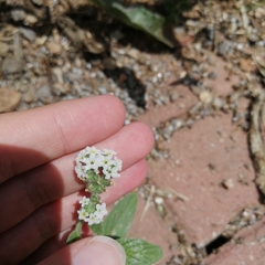 Heliotropium europaeum