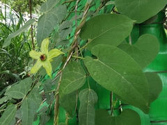 Gonolobus erianthus