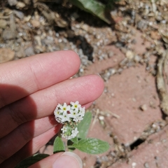 Heliotropium europaeum