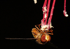 Episyrphus balteatus
