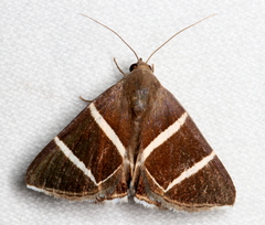 Grammodes justa
