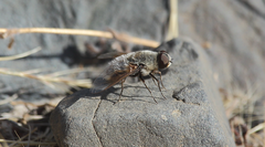 Aphoebantus chilensis