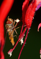 Episyrphus balteatus