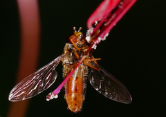 Episyrphus balteatus