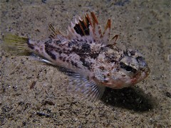 Maxillicosta scabriceps