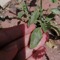 Heliotropium europaeum