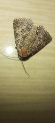 Matigramma