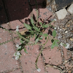 Heliotropium europaeum