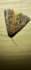 Matigramma