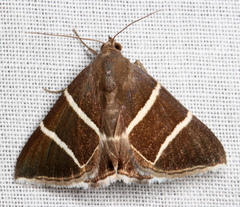 Grammodes justa