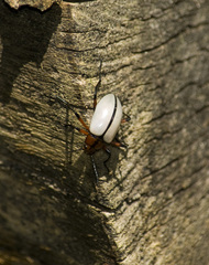 Poecilesthus suturalis