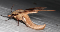 Coequosa australasiae