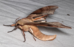 Coequosa australasiae