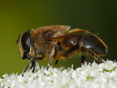 Eristalis tenax