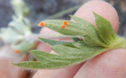 iNaturalist observation photo of Cinquefoil Rust