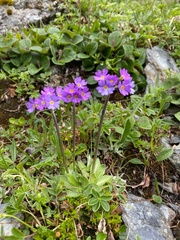 Primula scandinavica