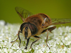 Eristalis tenax