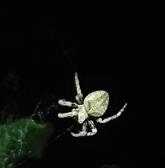 Araneus ventricosus