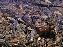 Maxillicosta scabriceps