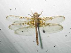 Neurocordulia xanthosoma