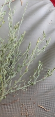 Thamnosma texana