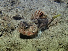 Maxillicosta scabriceps