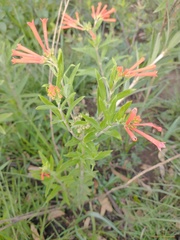 Bouvardia ternifolia