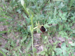 Ophrys sphegodes passionis