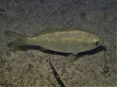 Common Silver Belly photo 5