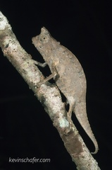 Brookesia superciliaris