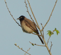 Pycnonotus xanthopygos