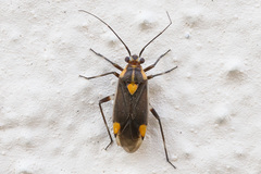 Capsodes flavomarginatus