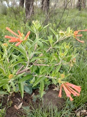 Bouvardia ternifolia