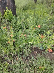 Bouvardia ternifolia