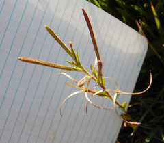 Epilobium oregonense