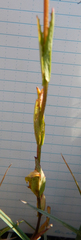 Epilobium oregonense