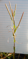 Epilobium oregonense