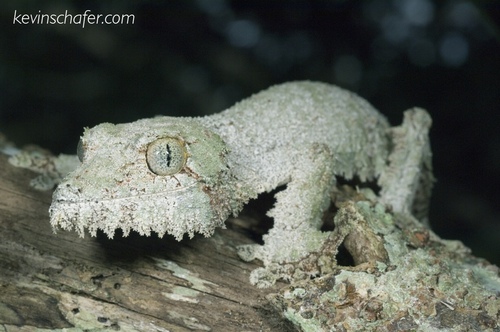 Mossy Leaf-tailed Gecko